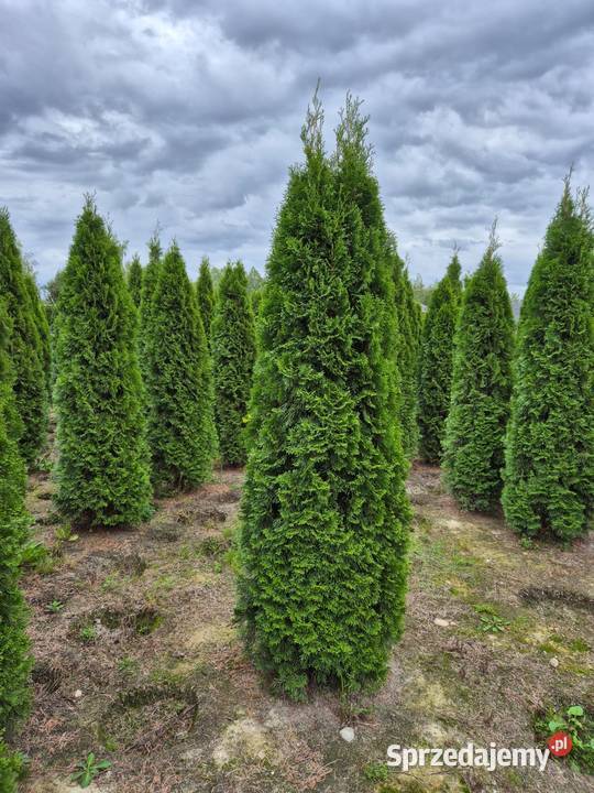 Tuja Szmaragd 220240 Sadzenie transport cała Ogród Warszawa sprzedam