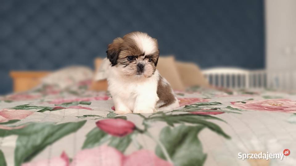 Szczeniaki shih tzu Shih Tzu Tarnów