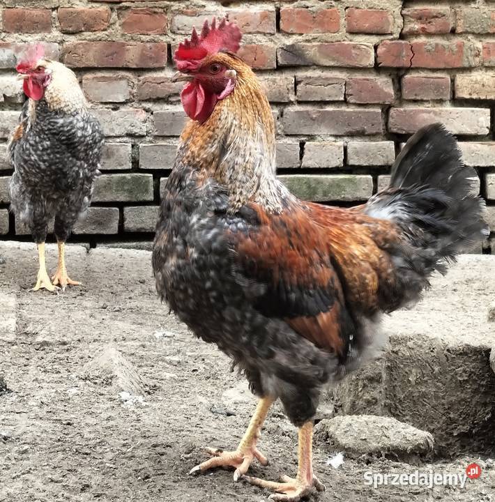 Koguty green shill Nałęczów sprzedam
