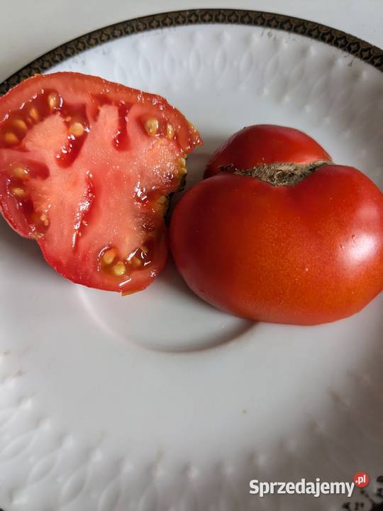 Pierwaja Lubow Pomidor rosyjski nasiona kolekcja Kraków sprzedam