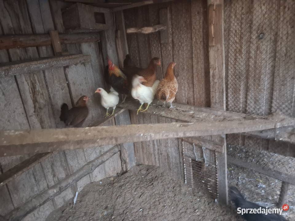 sprzedam 3 kurki cferki staropolskie Wieczyn