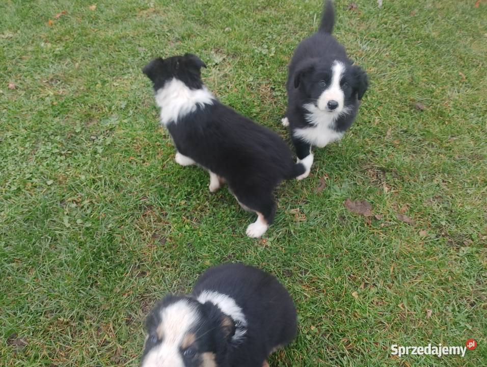 Piękne Border Collie Jarocin