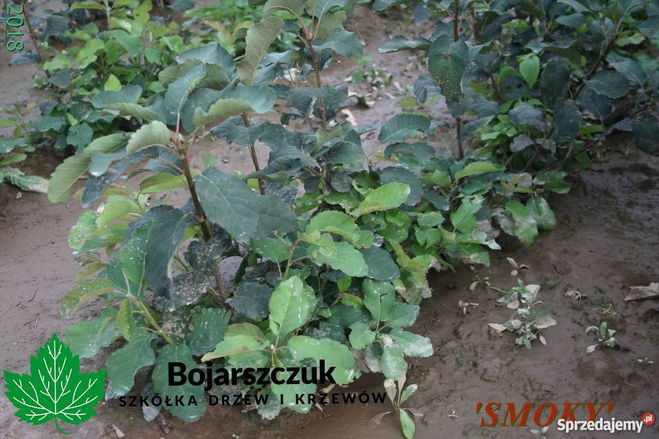 Sadzonki ŚWIDOŚLIWY olcholistnej Smoky 2019 goły Pozostałe Stary Pożóg