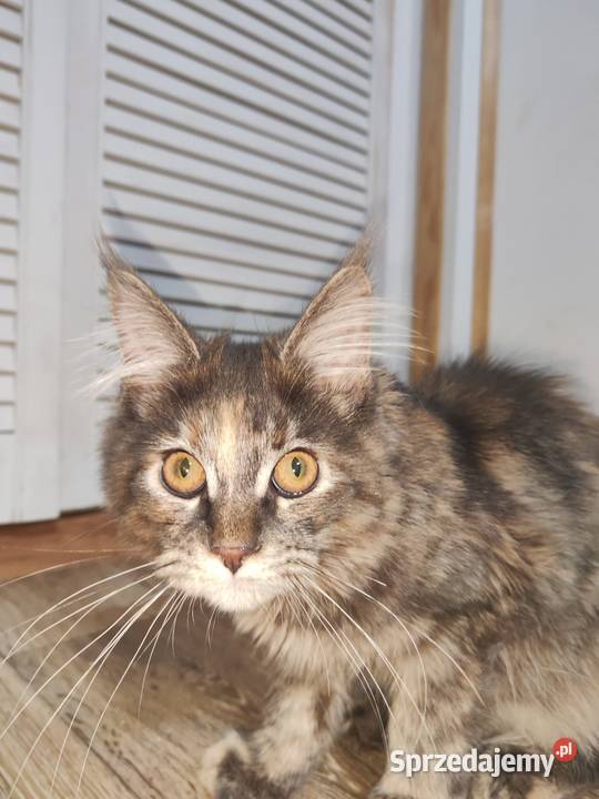 Maine Coon piękne kociaki Skorogoszcz sprzedam