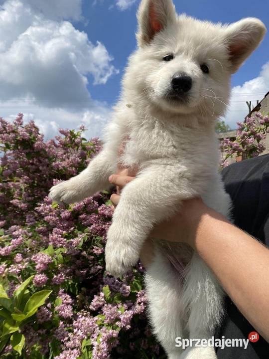 biały owczarek szwajcarski aktualizacja nowe Baniewice sprzedam
