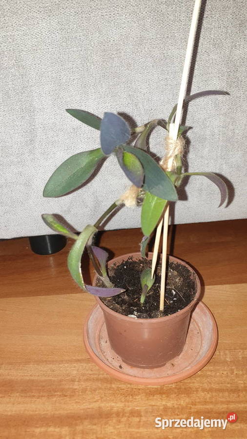 Trzykrotka setkrezja purpurowa wysokość 27 Warszawa