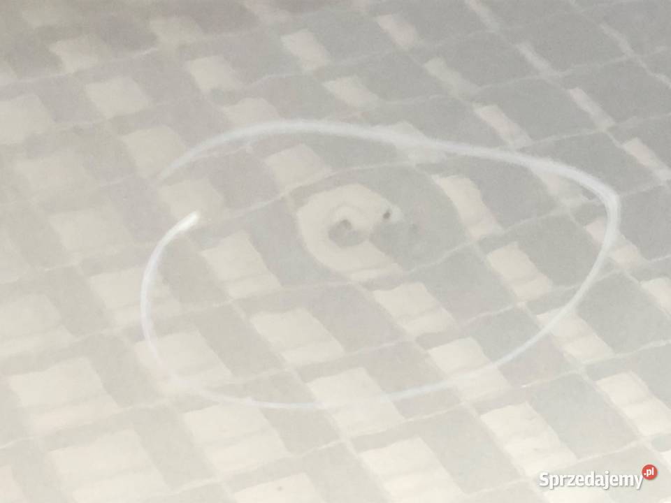 DRZWI PRAWY PRZÓD VW GOLF VI Minivan 0914 podkarpackie