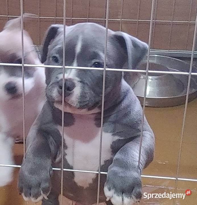 Wyjatkowe American Bully Pocket Extreme ABKC Głogów sprzedam