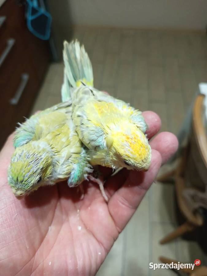 Ręcznie karmione Świergotki wielkopolskie Środa Wielkopolska