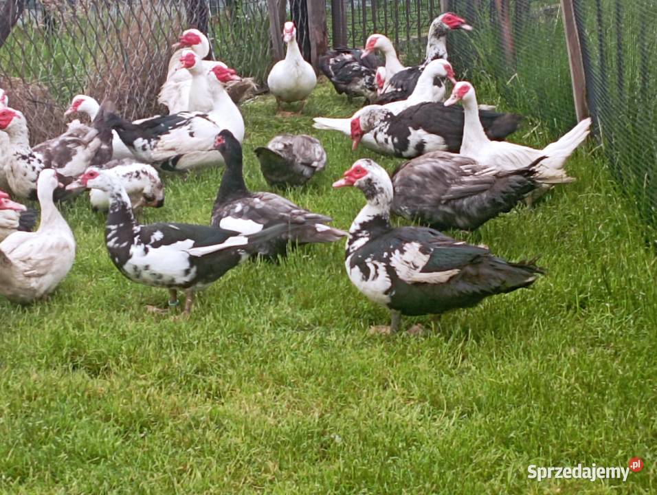 10 Gęsi ODCHOWANE do Dalszego CHOWU 7 Kaczorów