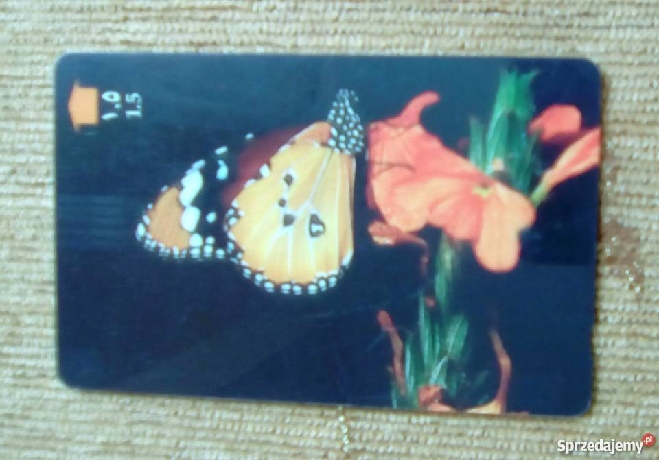 MOTYL AFRYKAŃSKI MONARCHA lubelskie Piszczac sprzedam