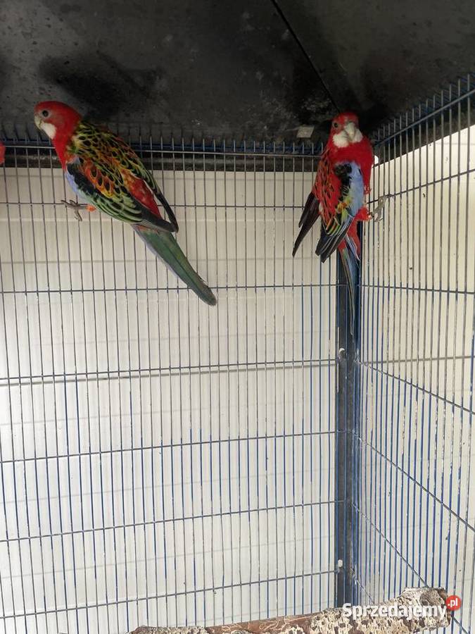 Rozelle Białolice Opolskie Dobrodzień