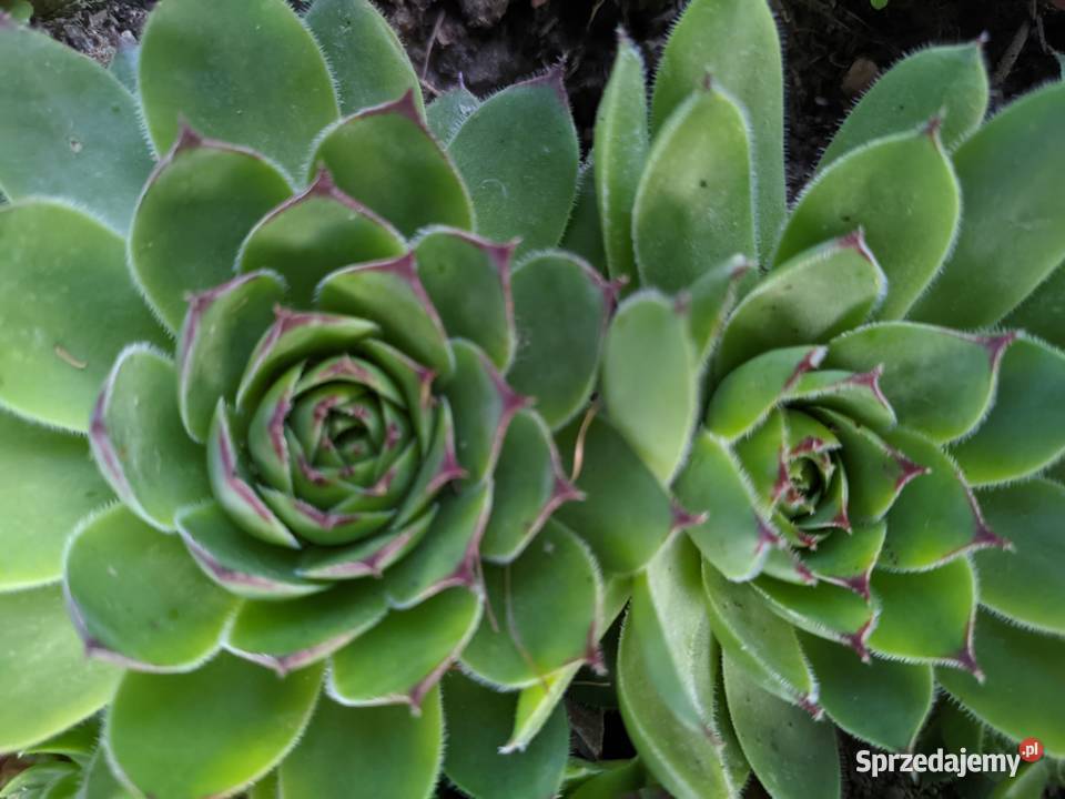 Rojnik murowy zdrowa cera Lublin sprzedam