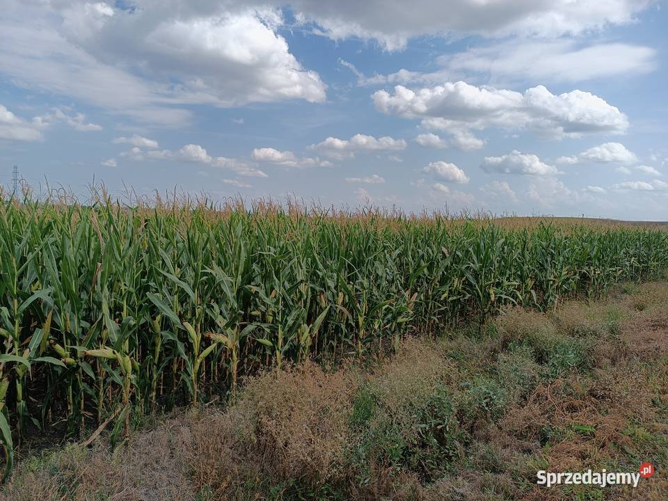 Kukurydza w belach Górki