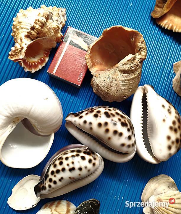 duży zestaw muszli Bukowno