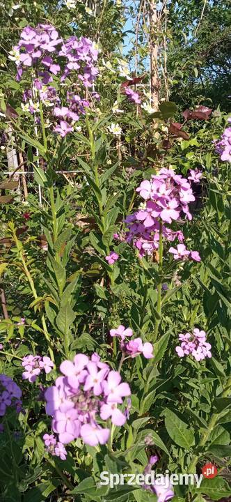 Wieczornik damski bylina do ogrodu pachnie Nowy Sącz