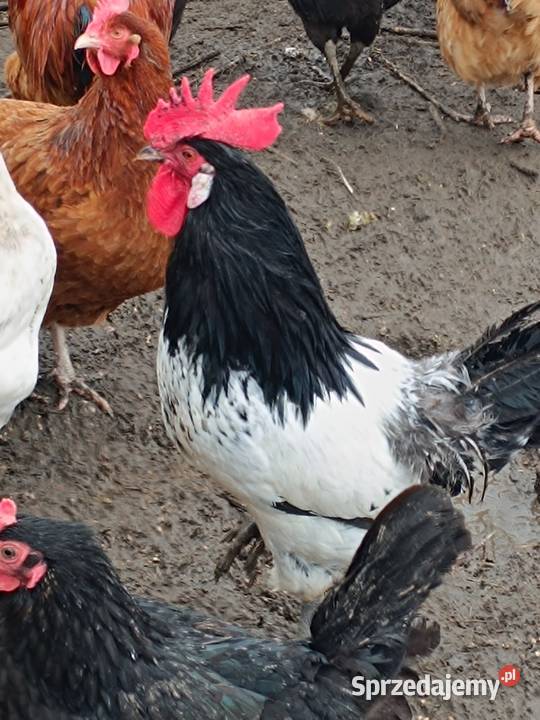 Sprzedam silki mazowieckie Pepłowo