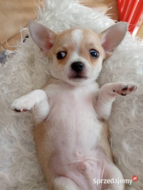 Piesek chihuahua