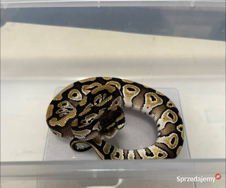 Pyton królewski Phantom Samiec Gady i płazy