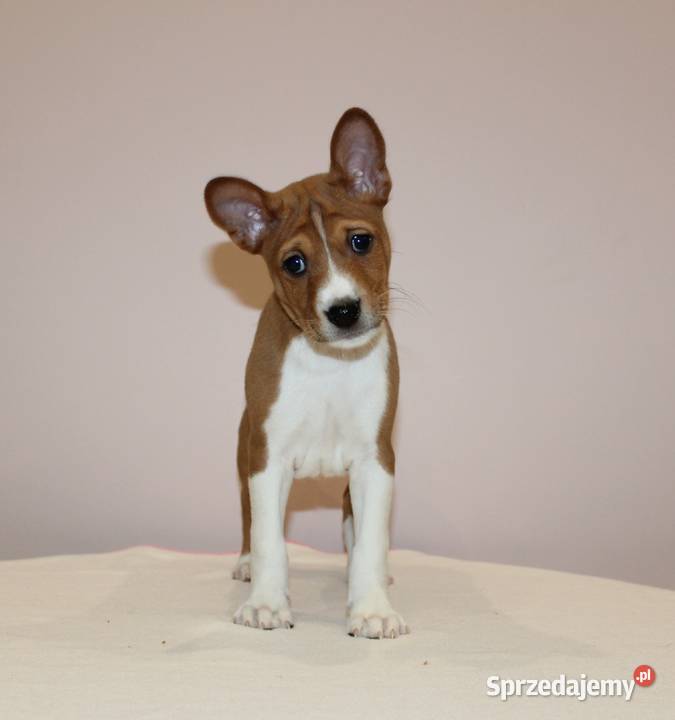 Szczenięta Basenji FCI Piotrków Kujawski sprzedam