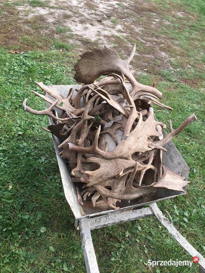 Daniele Łanie Byki Byczki Cielaki Łopatacze Pozostałe Pozostałe Biała Podlaska