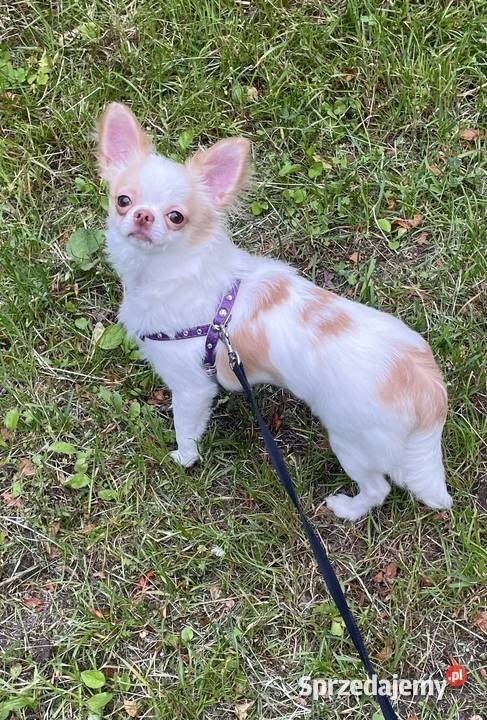 MALUTKA SUNIA Chihuahua długowłosa Trzebnica