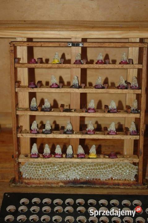 Matki pszczele na sezon 2024 car S Prima Singer