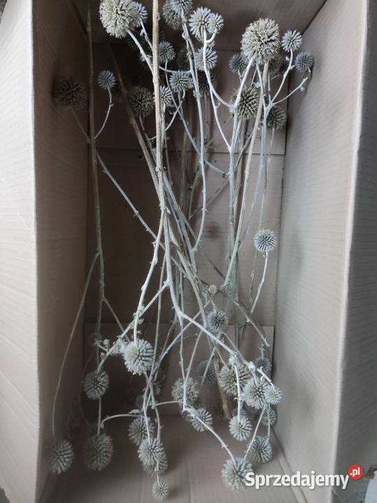 Gałązki kulki ostu lubelskie