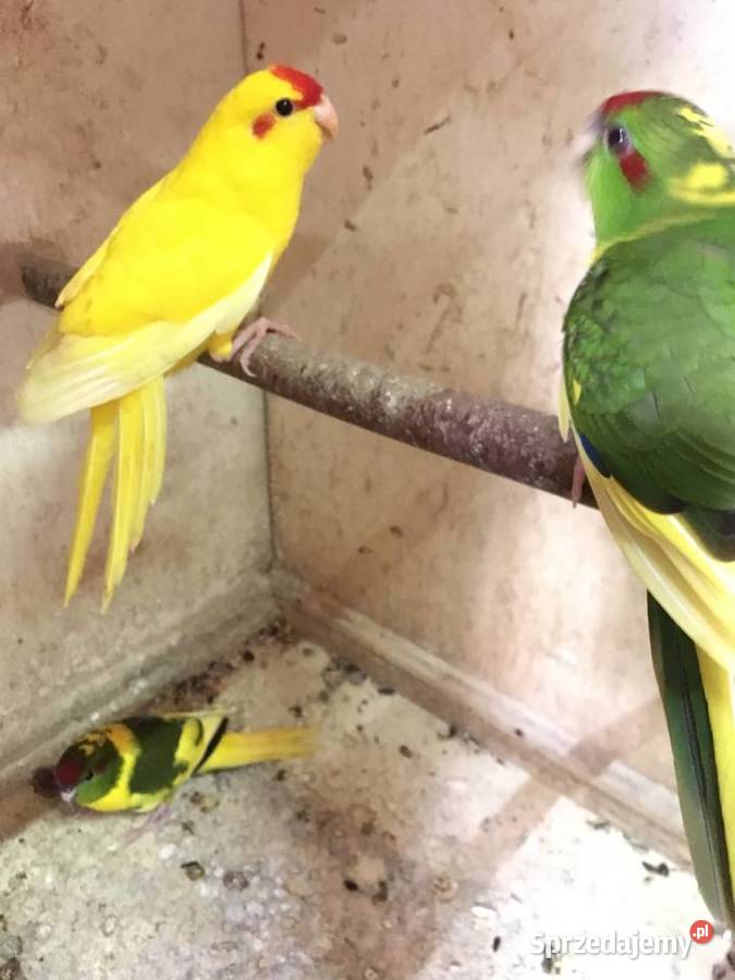 Papugi kozie Mondrolotki sprzedam Głowno