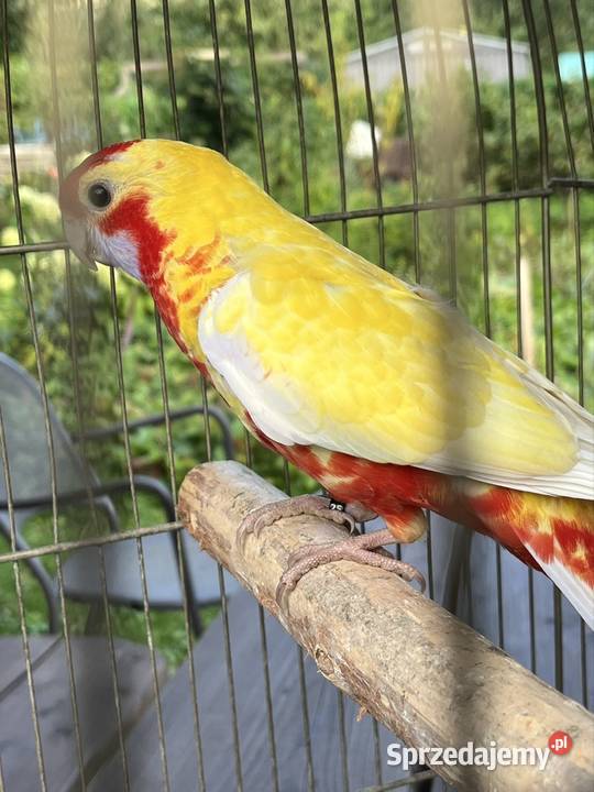 Rozela Królewska Pastel Sztum