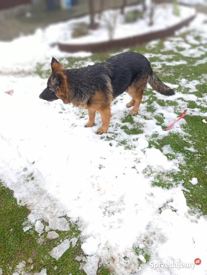 Owczarek niemiecki Konin