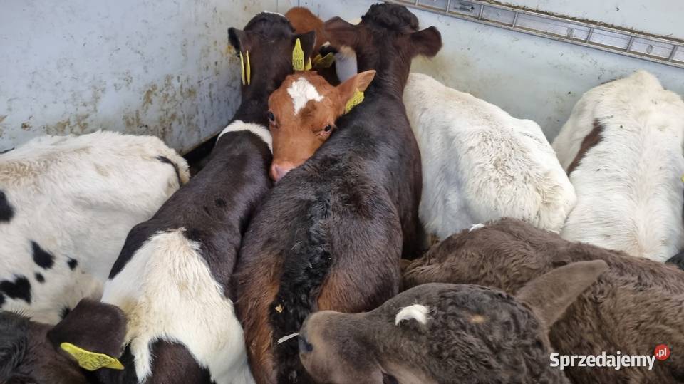 Sprzedam cielaki mięsne I mieszańce POLSKI TOWAR Aleksandrów Łódzki sprzedam