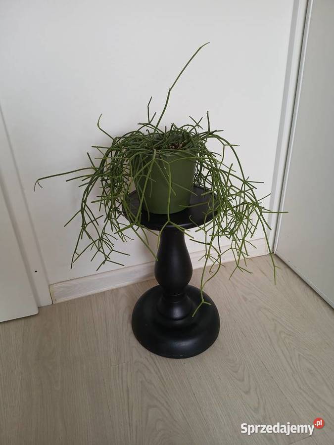 Rhipsalis baccifera patyczak duży wiszący śląskie Częstochowa sprzedam