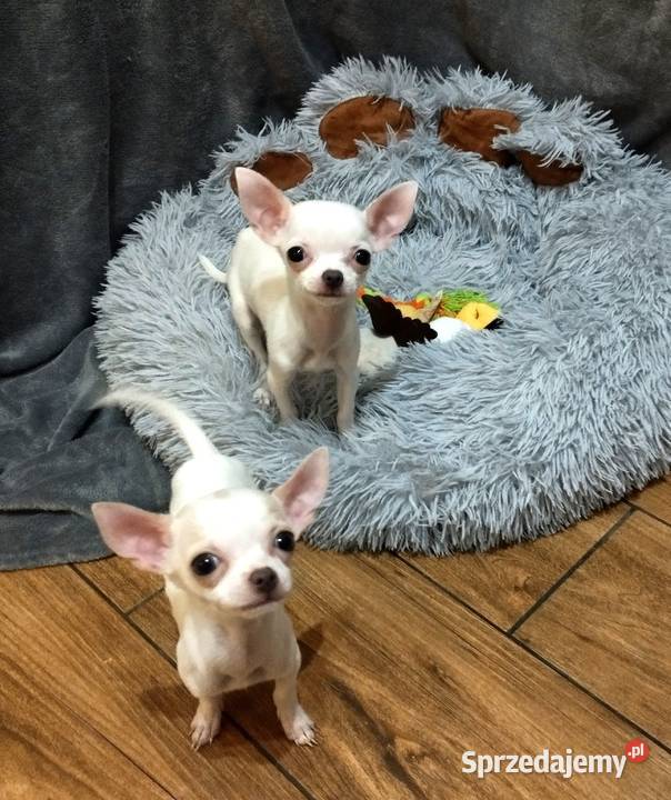 Chihuahua suczka Psy Czechowice-Dziedzice