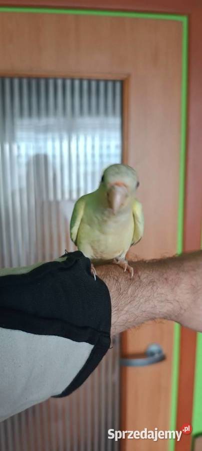 Papugi rudosterki ręcznie karmione Tychy