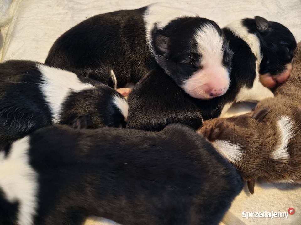 Szczeniak Border Collie Kolonowskie