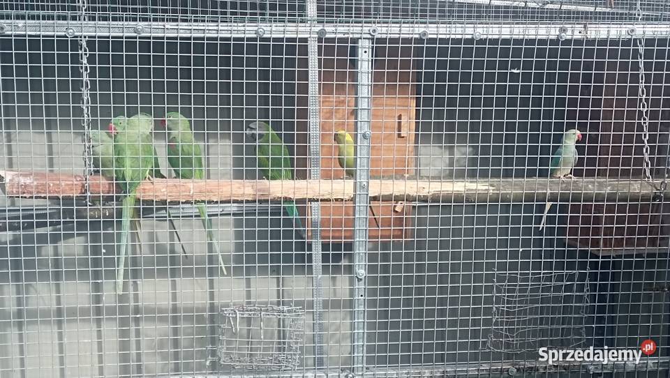 Aleksandretta Wieki i Chińska małopolskie