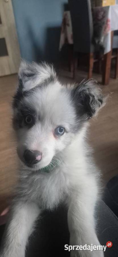 Border collie piesek Pozostałe wielkopolskie Łobżenica