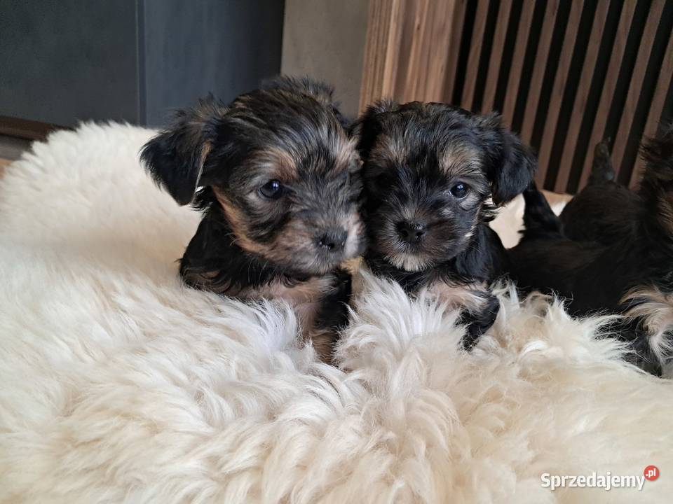 Yorkshire Terrier sprzedam