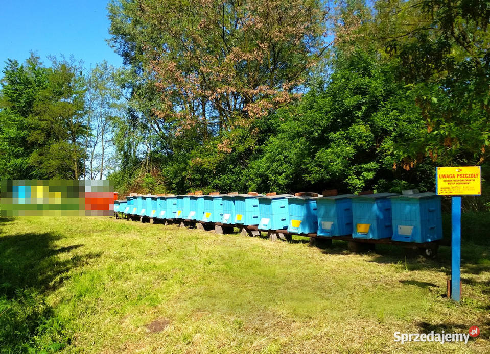 Ule Wielkopolskie drewniane 16 sztuk Sieradz