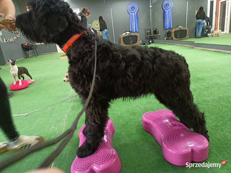 Czarny Terier Rosyjski Krzeszyce