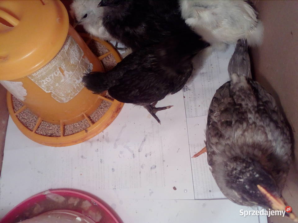 Sprzedam kurczątka Silka Jedwabista USA podkarpackie