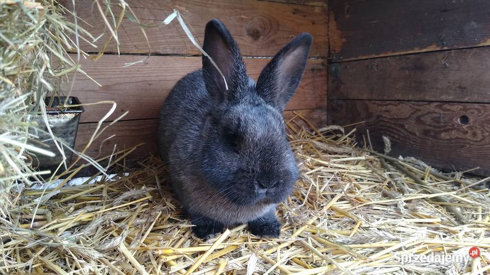 Królik nowozelandzki jasnosrebrzysty samiczka Szynwałd
