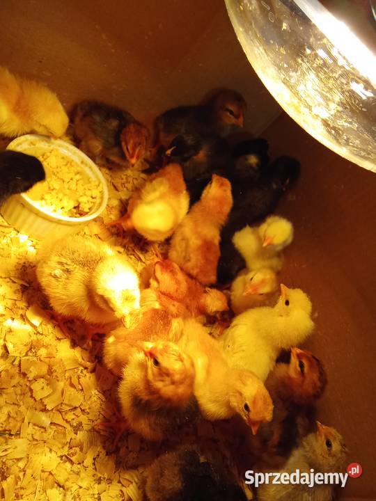 Kurczęta kury kaczki
