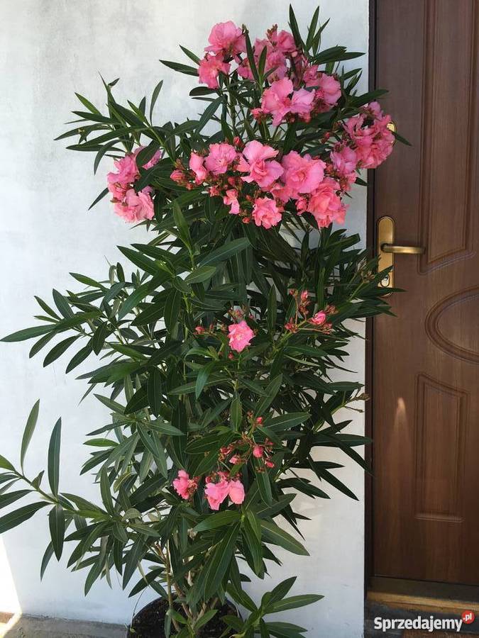 Sadzonki oleander Sadzonki s z kwiatw widoczny Brzeźnica