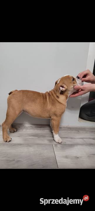 Buldog angielski Warszawa sprzedam