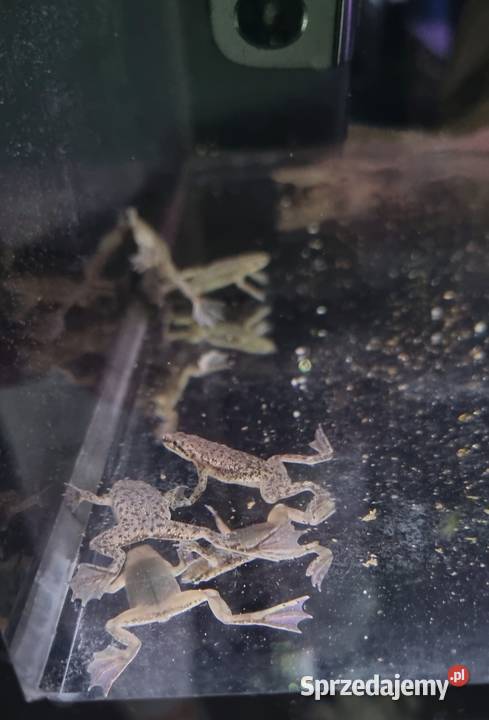 Karlik szponiasty Żaby akwariowe Rybnik