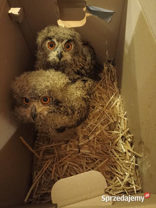 Sowa Puchacz Bengalski młode ostatni na ten Ustroń sprzedam