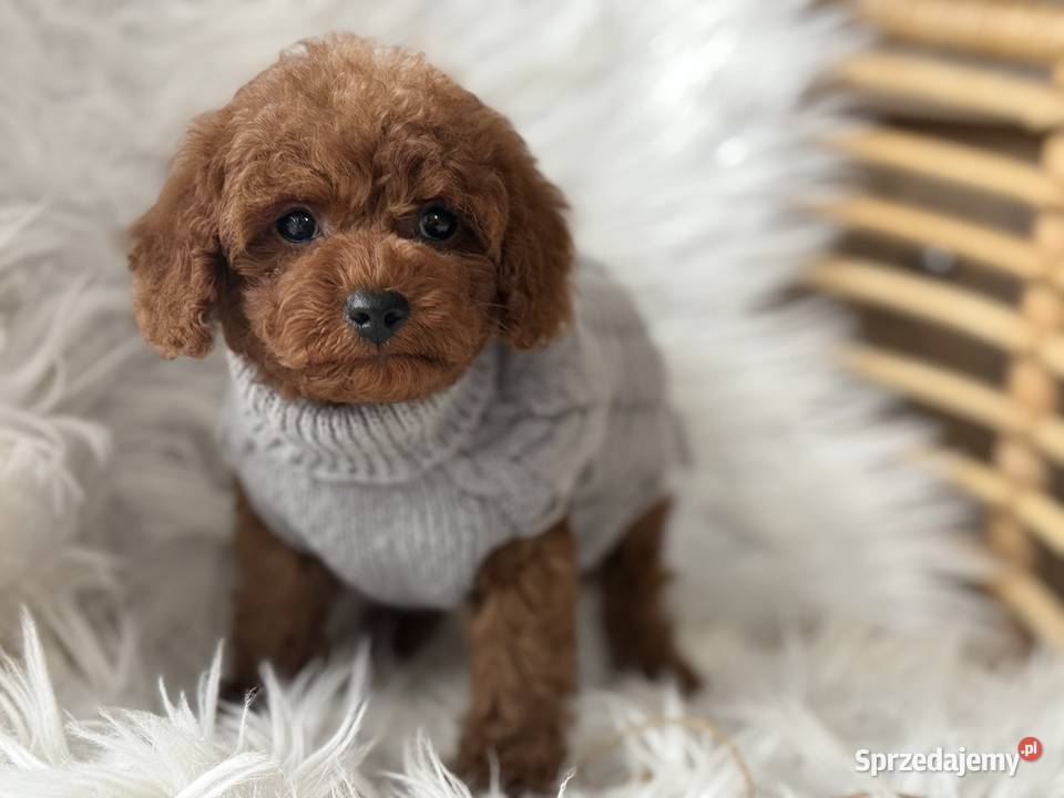 Pudel Toy red Polanka Wielka