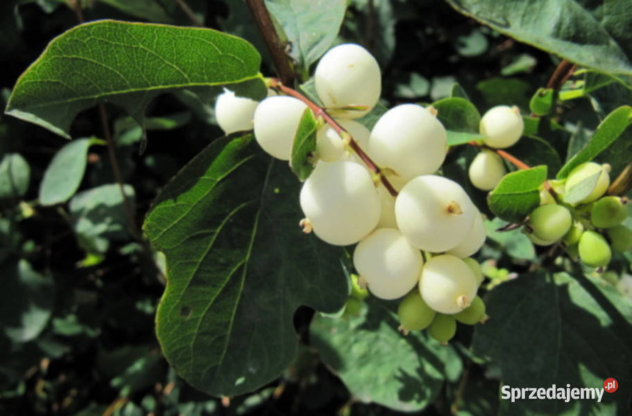 ŚNIEGULICZKA BIAŁA Symphoricarpos albus Duhamel sprzedam